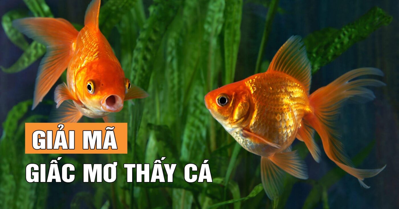 Giải mã giấc mơ thấy cá chép và những con số may mắn liên quan