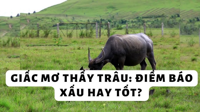 GIẢI MÃ GIẤC MƠ THẤY TRÂU: ĐIỀM BÁO GÌ VÀ NÊN ĐÁNH CON SỐ NÀO CHO MAY MẮN?