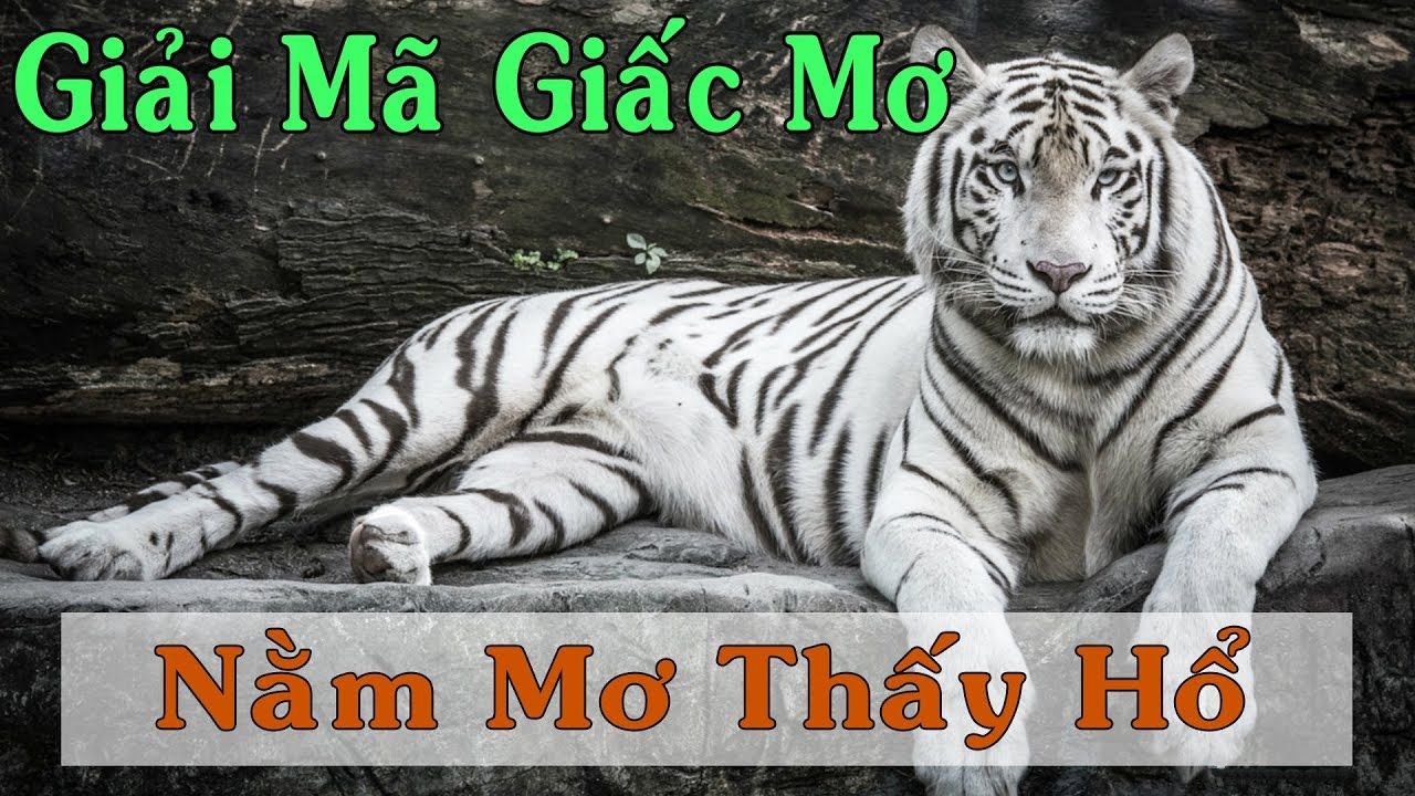 Giải Mã Giấc Mơ Thấy Hổ: Điềm Báo Tâm Linh và Con Số May Mắn Cùng Gemwin